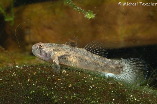 Pseudogobius sp., Weibchen