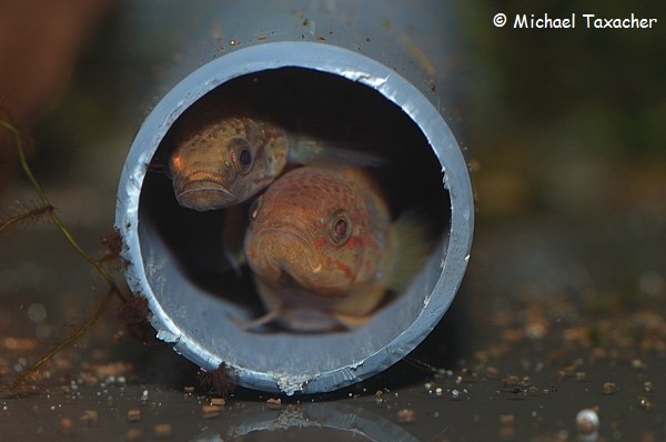 Allomogurnda nesolepis, balzendes Pärchen