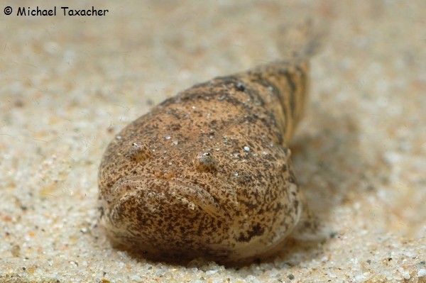 Amazonas-Krötenfische sind keine Schönheiten...