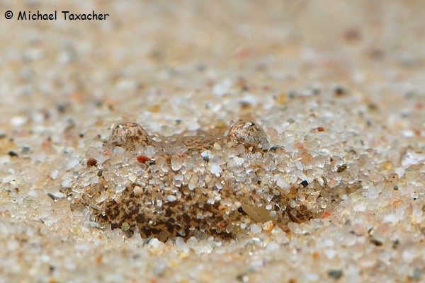 ... vielleicht vergraben sie sich deshalb lieber im Sand