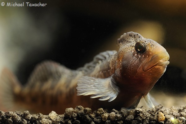 Salaria fluviatilis, Männchen