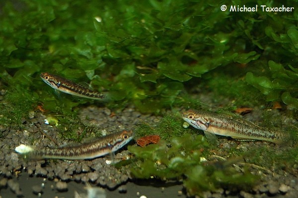 Allomogurnda nesolepis, Jungfische in einer Größe von 2,5 cm
