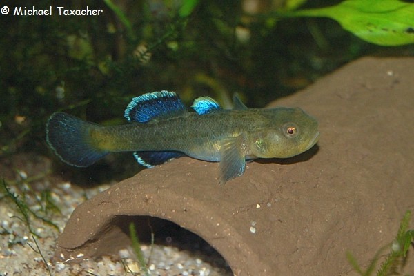 Chlamydogobius eremius
