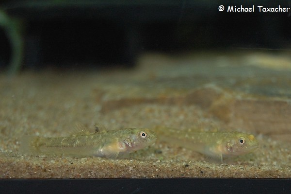 Chlamydogobius eremius (Wüstengrundel, Jungfische)
