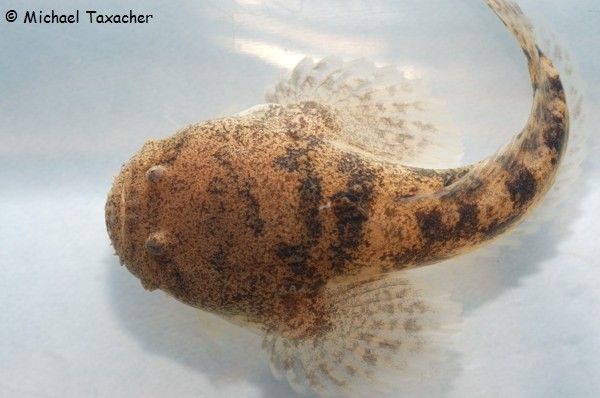 Thalassophryne amazonica, Amazonas-Krötenfisch